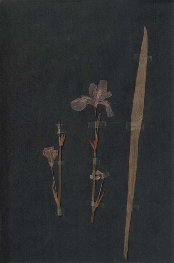 Paul Klee Herbarium